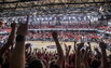 Jeep arena