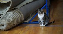 Katė stebi žalgiriečių treniruotę