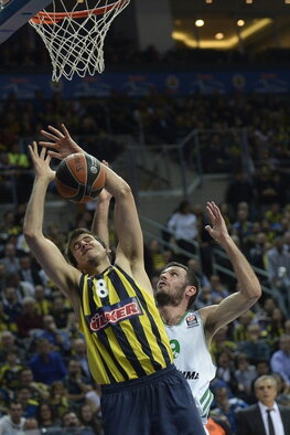 Bjelica